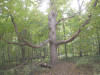 "Judy's cache" J. Harold Ennis Preserve, Cedar Rapids, IA - 23 September 2008 - The Tree!