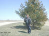 "Wind Blown Pine" Hiawatha, IA - 8 April 2009