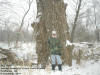 "Big Tree" Louisa County's River Fork Access, Fredonia, IA - 9 December 2007