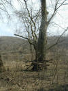 The Yo-Da-Lin Tree (26 March 2005)