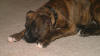 Our Newest Addition to the Family; Boxer Pup - not named yet; 5 March 2006